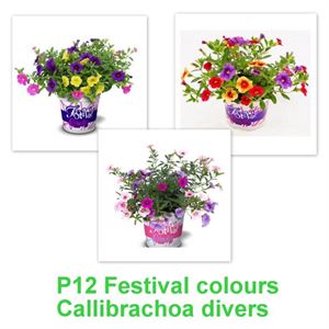 Bild von Festival Colours Calibrachoa mixpot P12 Divers